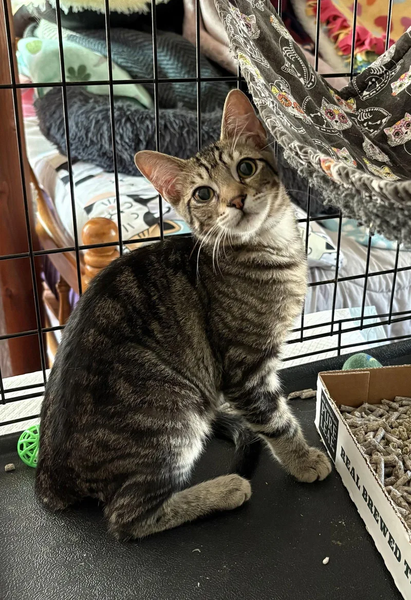 A baby medium-sized male Domestic Short Hair cat named Odysseus for adoption in Los Alamitos, CA