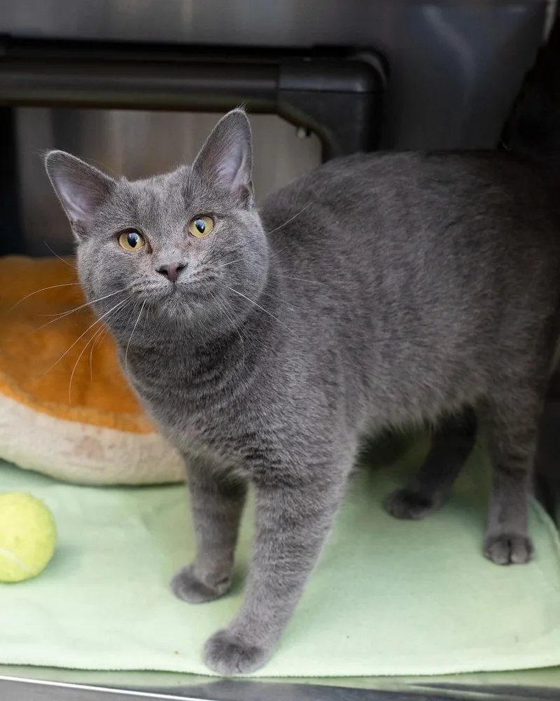 A young small-sized male Domestic Short Hair cat named Terrence for adoption in Boone, IA