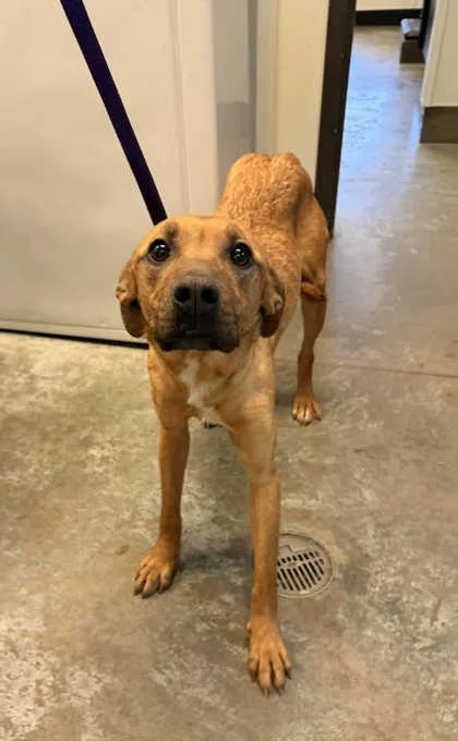 An adult medium-sized female Labrador Retriever dog named Evie for adoption in Bowling Green, KY