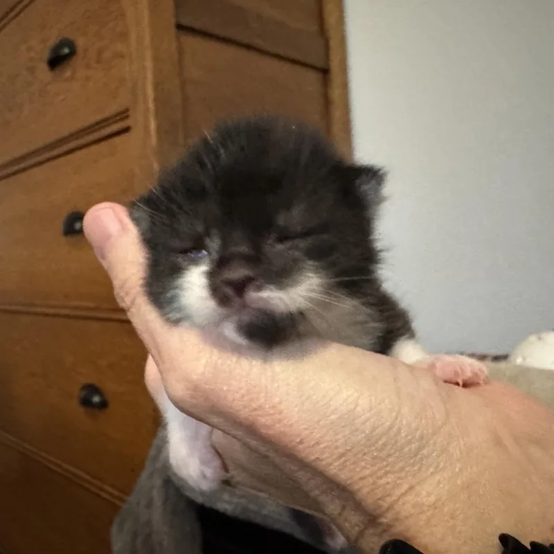 A baby small-sized female Black American Shorthair cat named Louanne for adoption in Freeport, FL