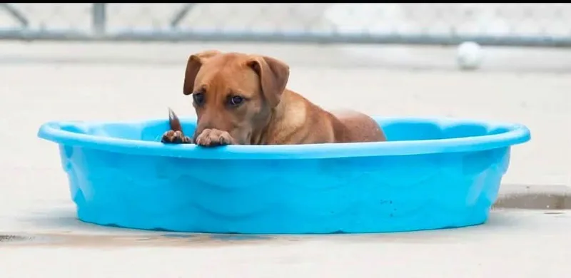 A young medium-sized male Pit Bull Terrier dog named Pork Chop for adoption in Oswego, IL