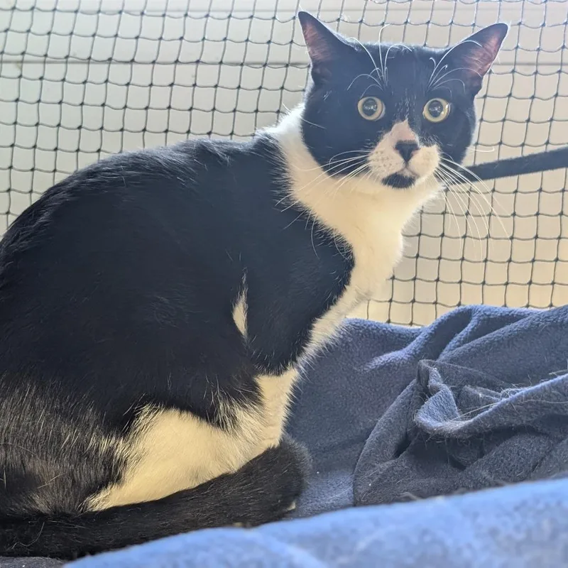 A young small-sized male Black Domestic Short Hair cat named Baa Baa for adoption in Long Beach, CA