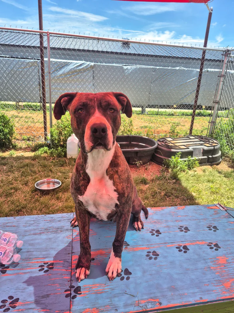 An adult medium-sized female Brown / Chocolate Pit Bull Terrier dog named Journey for adoption in Canyon, TX