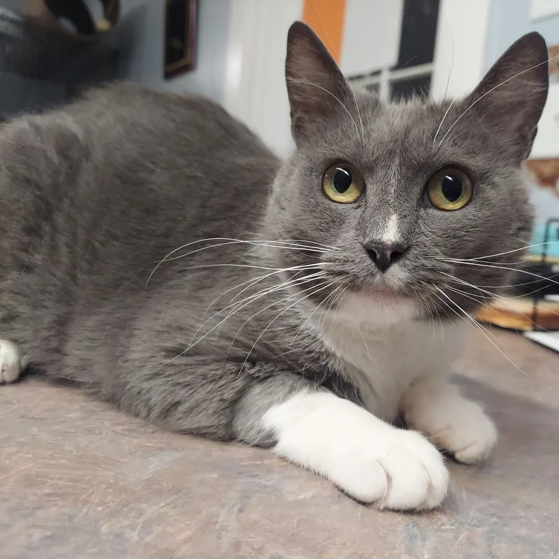 Cranberry thumbnail 2