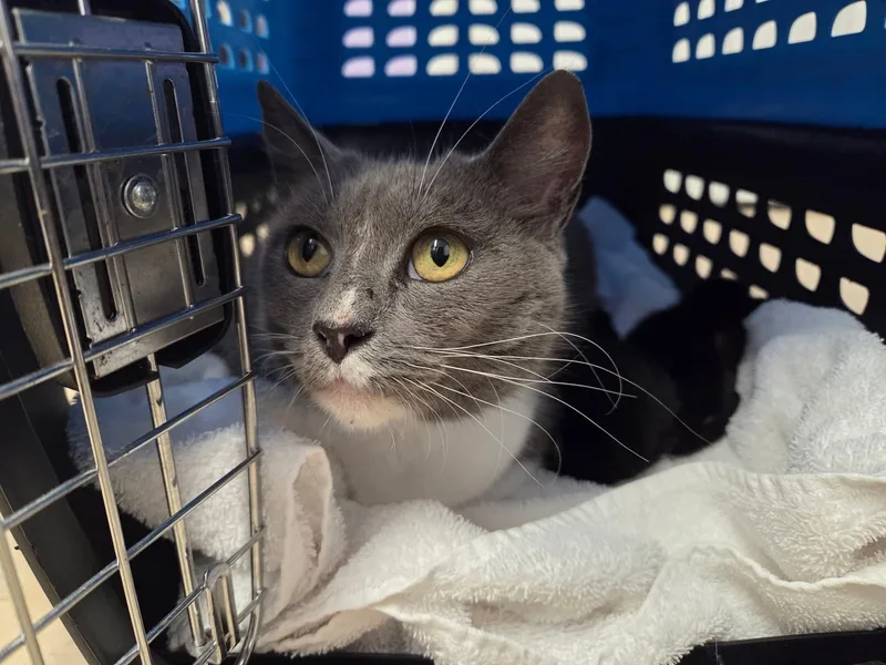 Cranberry thumbnail 3