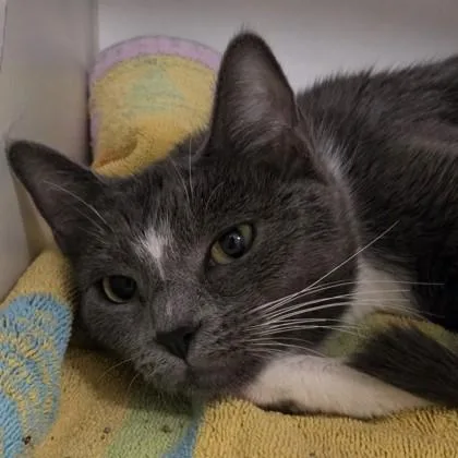 An adult medium-sized female Domestic Short Hair cat named Peanut for adoption in Voorhees, NJ