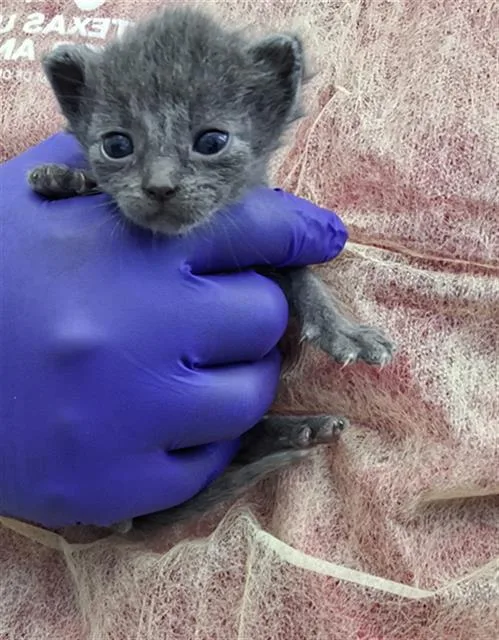 A baby medium-sized female Domestic Short Hair cat named Snake for adoption in Dallas, TX