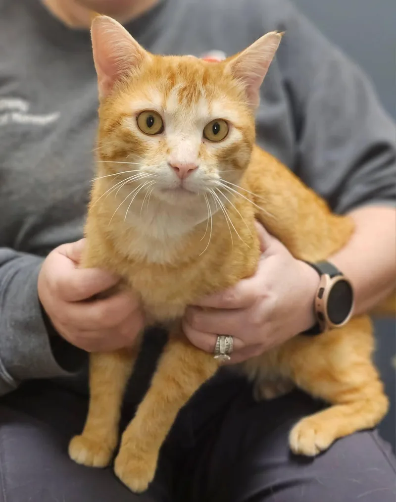 An adult medium-sized male Tabby (Orange / Red) Domestic Short Hair cat named Leonard for adoption in Joliet, IL