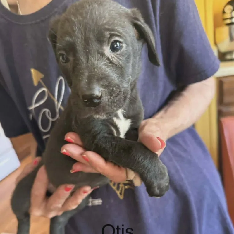 A baby large-sized male Black Labrador Retriever dog named Otis for adoption in Alexandria, VA