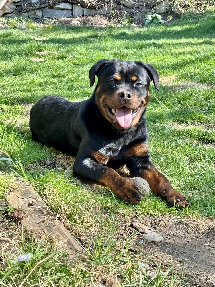 Remi The Rottie