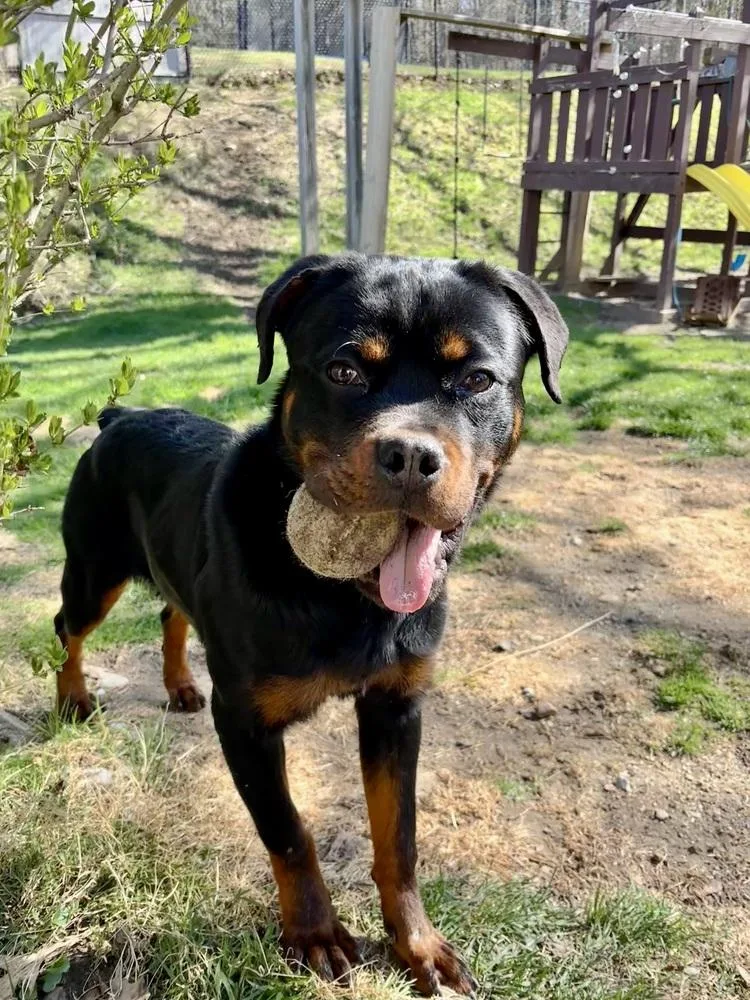 Remi The Rottie thumbnail 2