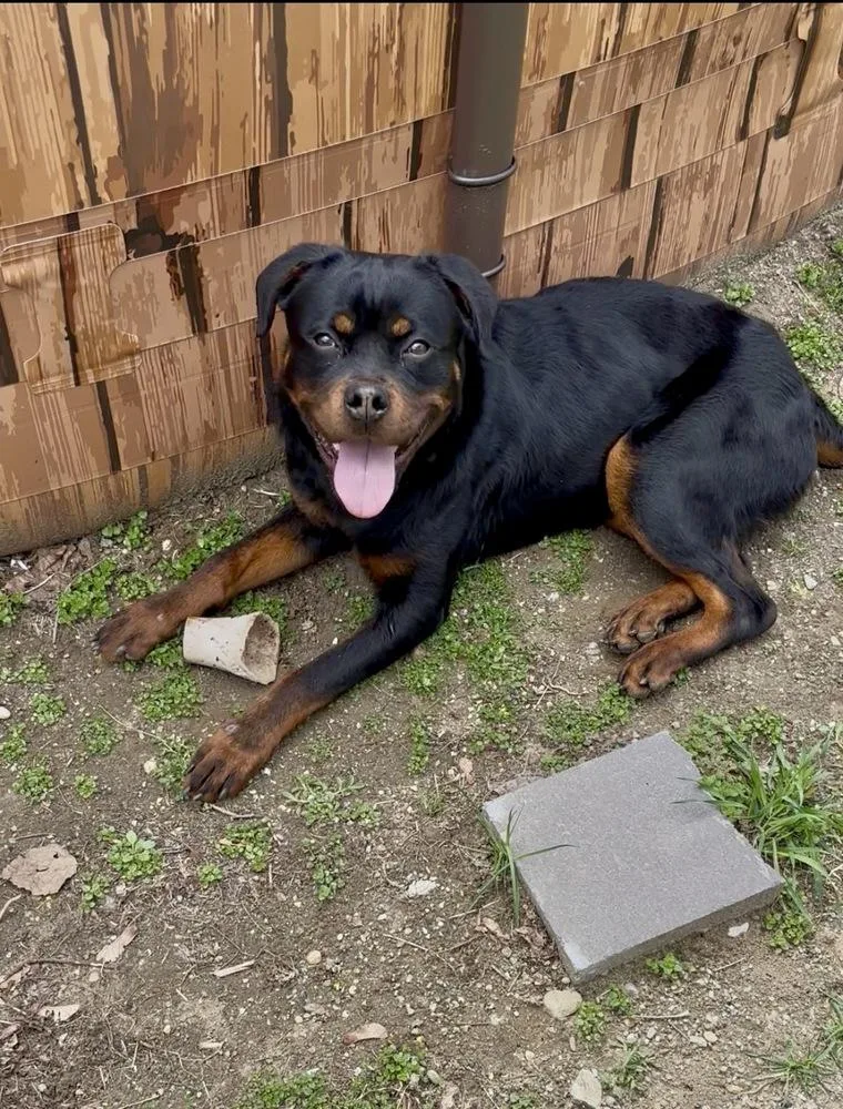 Remi The Rottie thumbnail 3
