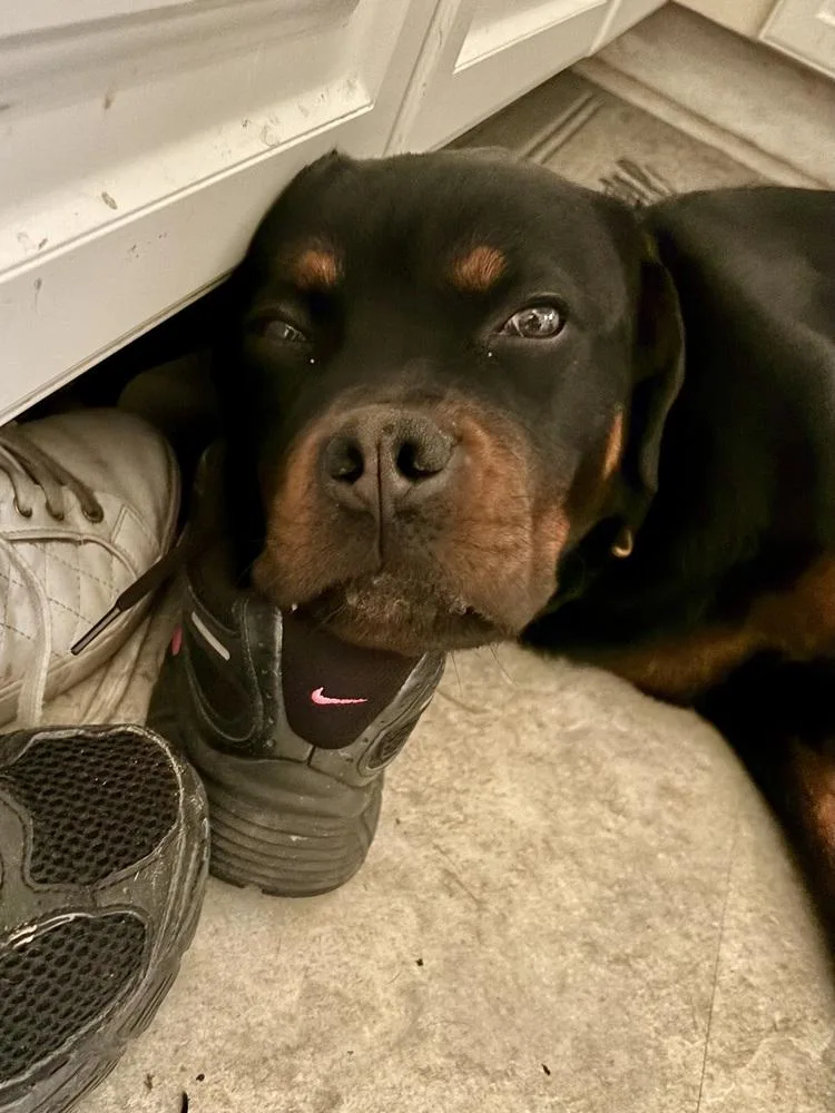 Remi The Rottie thumbnail 4