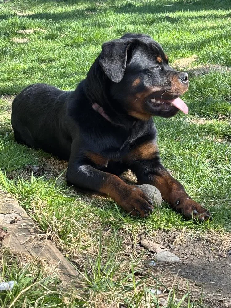 Remi The Rottie thumbnail 5
