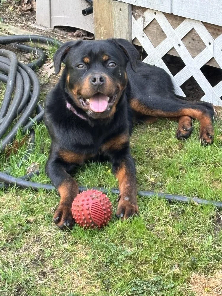 Remi The Rottie thumbnail 6