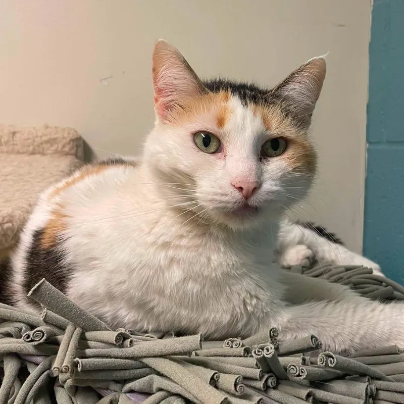 A senior small-sized female Domestic Short Hair cat named S'mores for adoption in Kansas City, MO