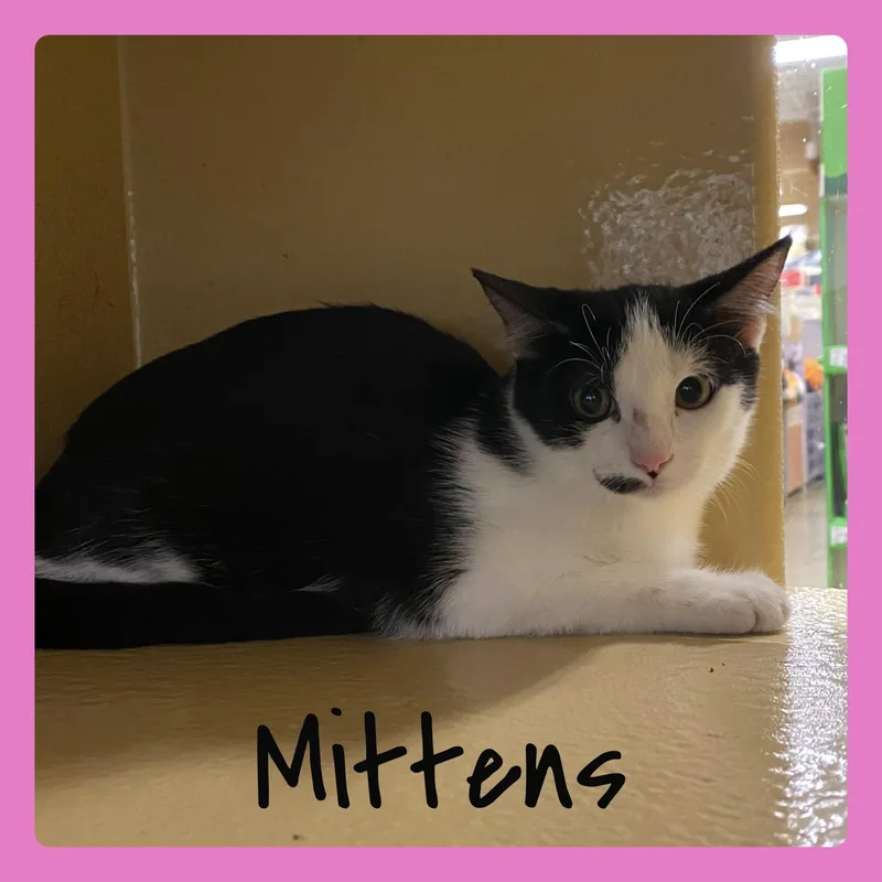 A baby medium-sized female Tabby cat named Mittens for adoption in Lawton, OK