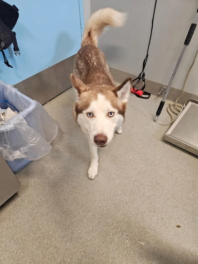 A young medium-sized male Husky dog named Ollie for adoption in Bloomington, IN