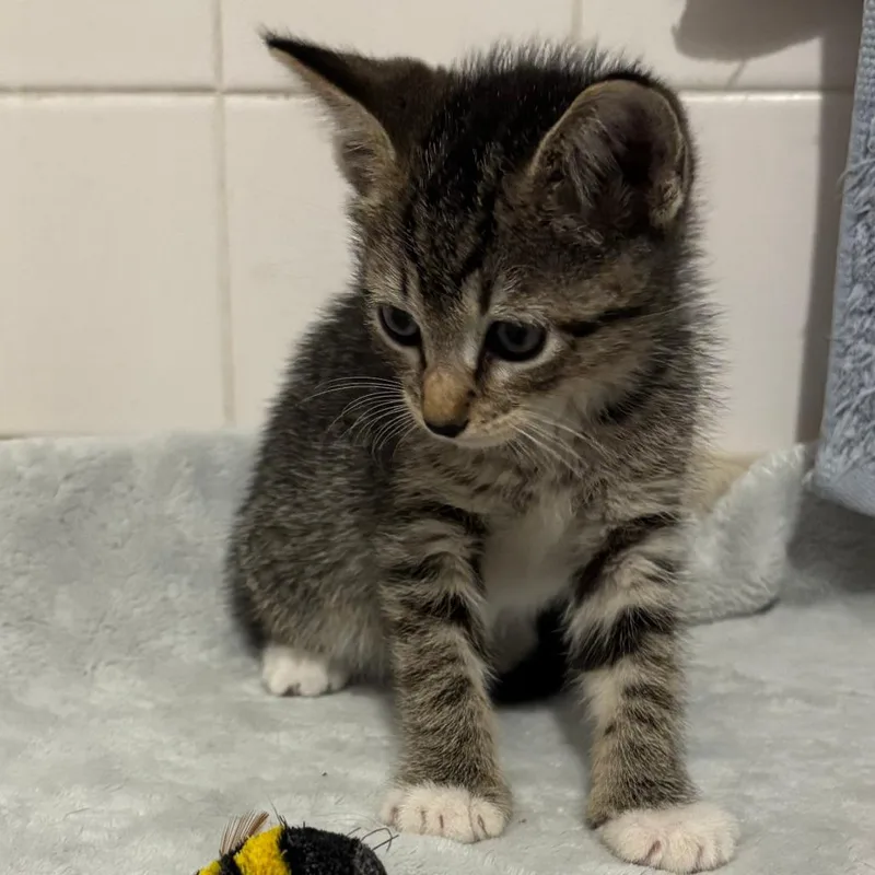 A baby small-sized female Brown / Chocolate Domestic Short Hair cat named Ella for adoption in Jupiter, FL