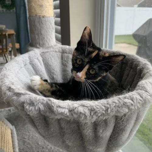 A baby small-sized female Tortoiseshell Domestic Short Hair cat named Morocco for adoption in Fishers, IN
