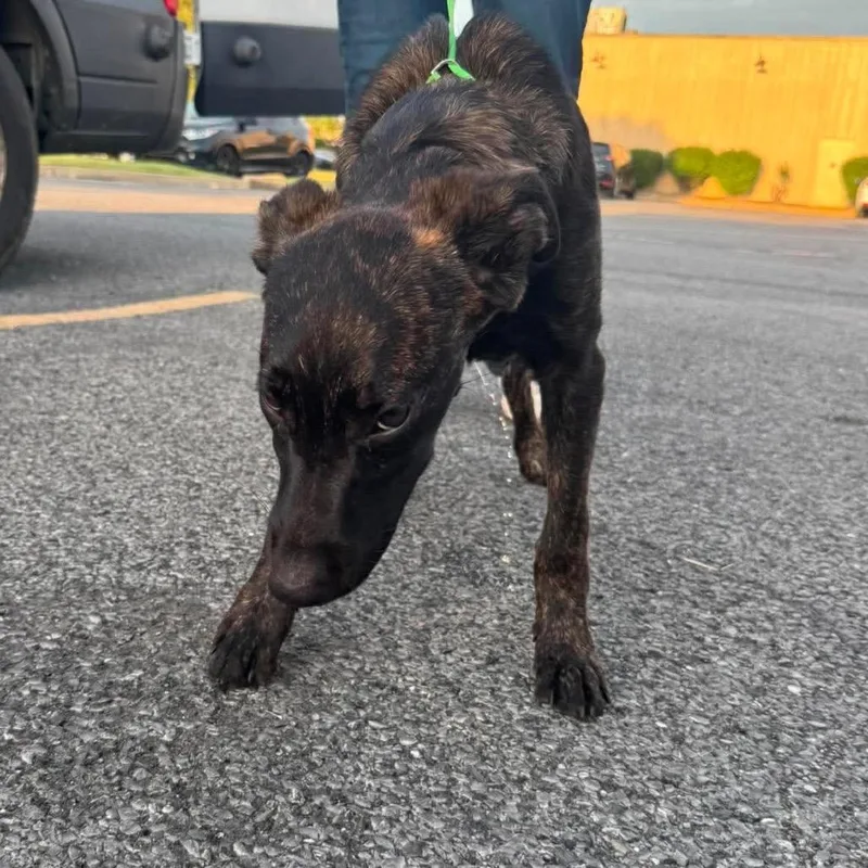 A baby medium-sized male Mixed Breed dog named Charcoal for adoption in Rockville, MD