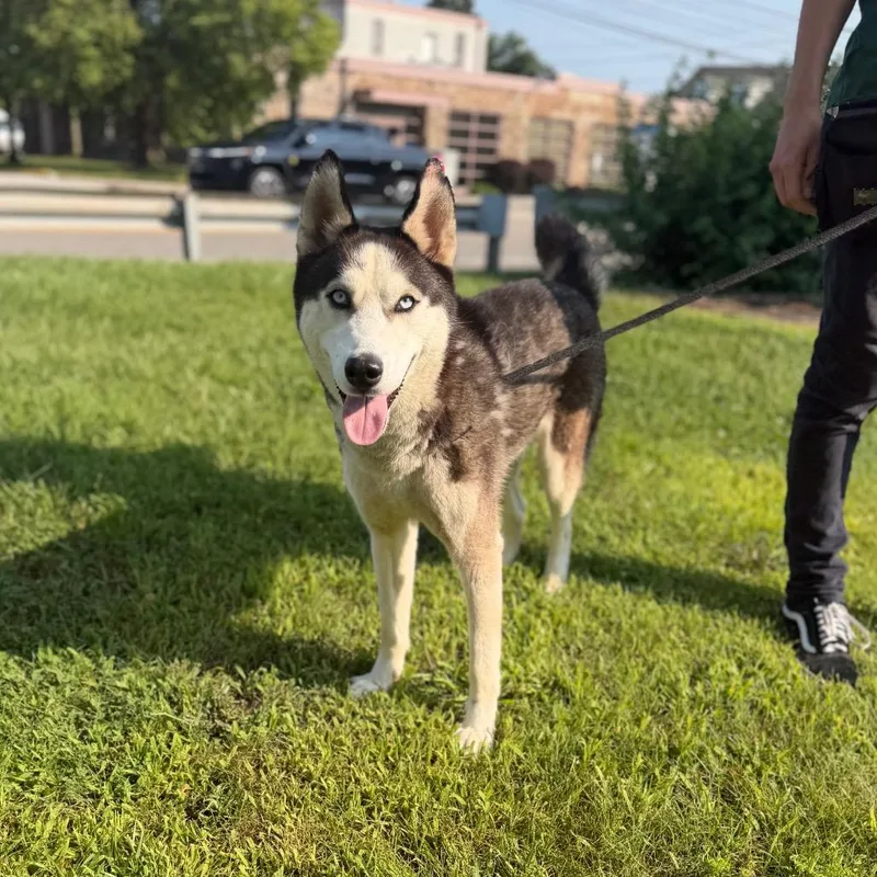 An adult medium-sized male White / Cream Husky dog named "Frankie" for adoption in Perkiomenville, PA