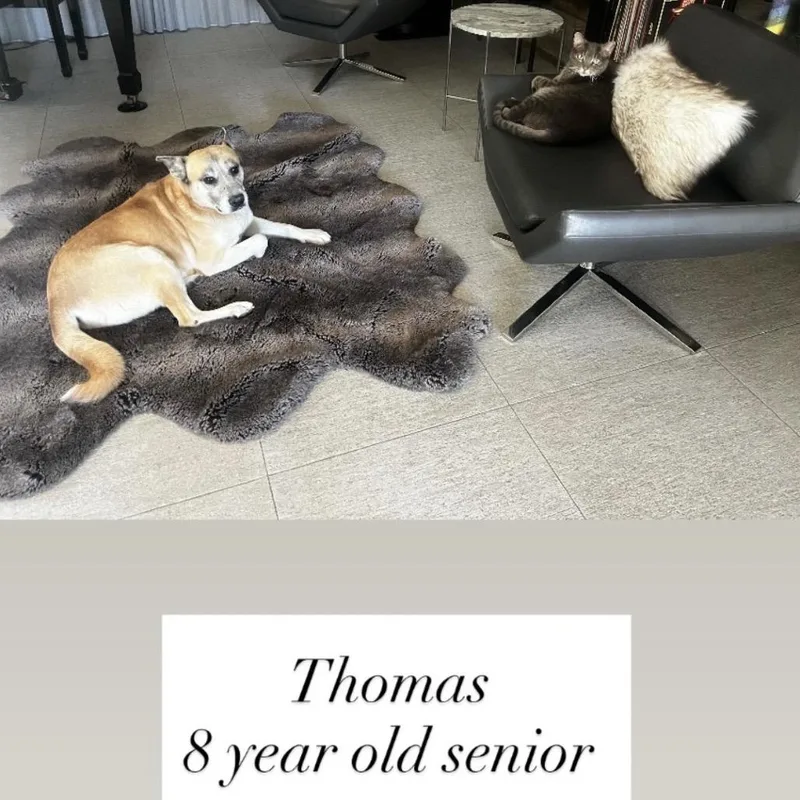 A senior large-sized male Mixed Breed dog named Thomas for adoption in San Diego, CA