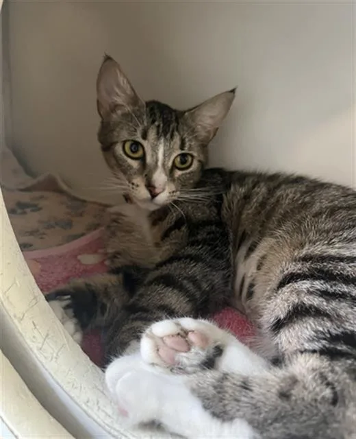 A young medium-sized female Domestic Short Hair cat named Bailey for adoption in Long Beach, CA