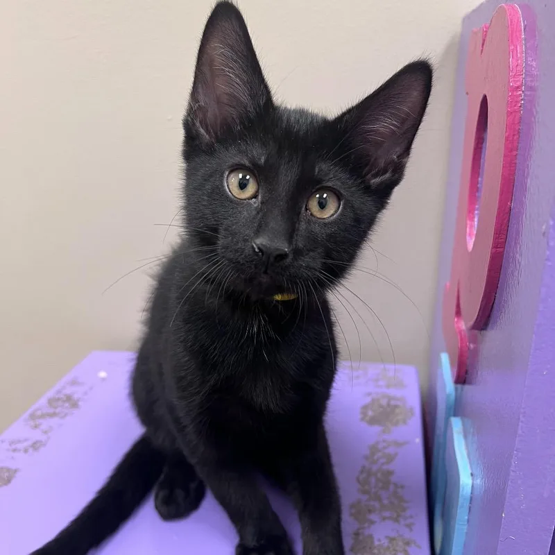 A baby small-sized male Black American Shorthair cat named TBFStray.    for adoption in Arlington Heights, IL