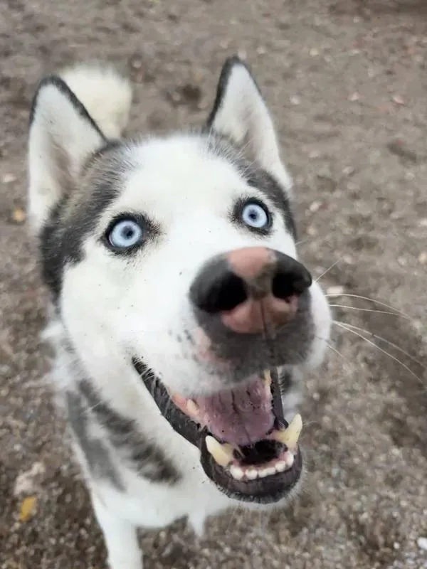 An adult medium-sized male Mixed Breed dog named Goose for adoption in Great Falls, MT