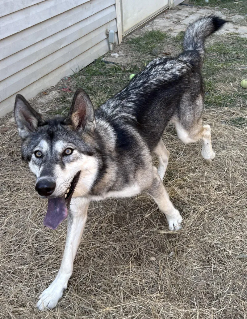 An adult large-sized male Siberian Husky dog named Balto for adoption in Wetumpka, AL