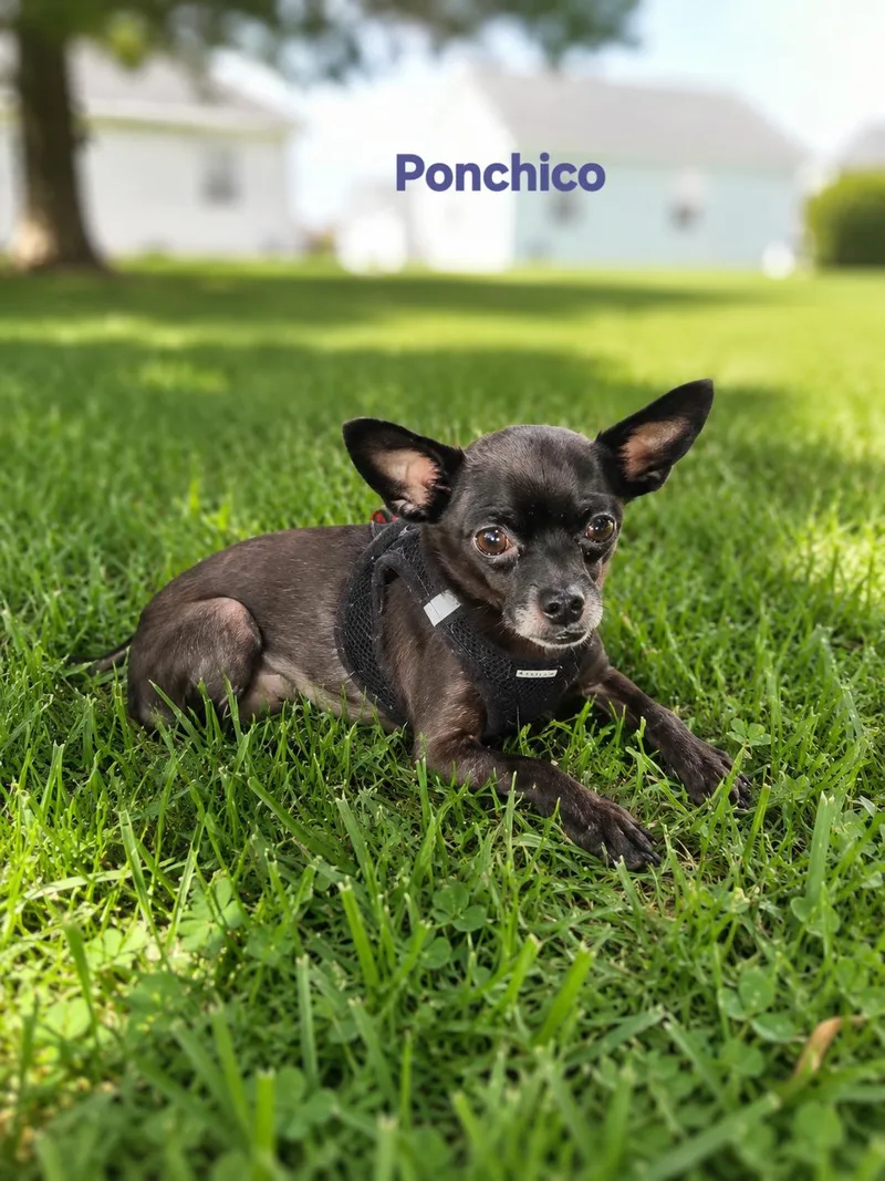 Ponchico