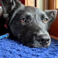 A young medium-sized female Shepherd dog named Rose for adoption in Monticello, NY