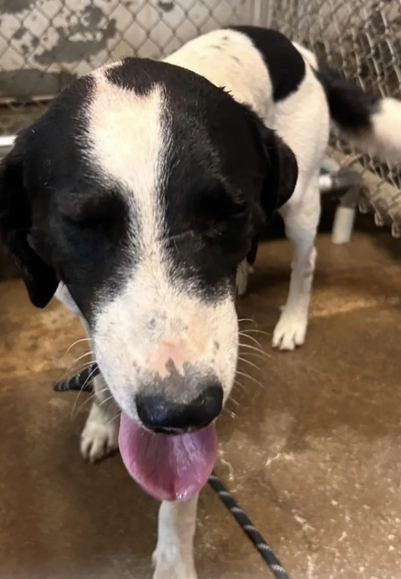 A young medium-sized male Black Pointer dog named Kenmore HOLD for adoption in Canton, OH