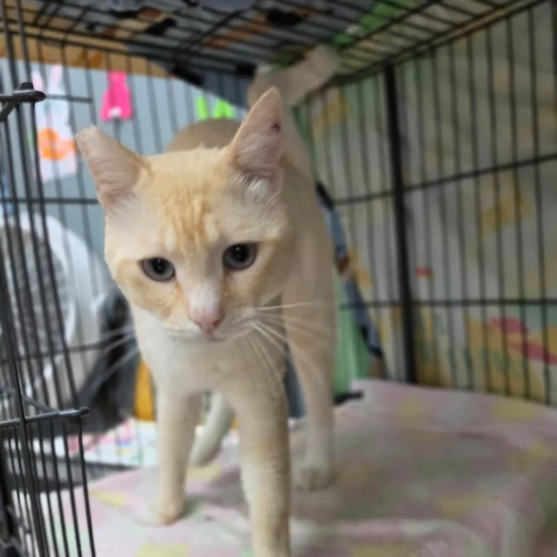 An adult small-sized male Flame Point Siamese cat named Taz  Chino Hills for adoption in Chino Hills, CA