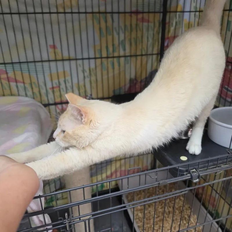 Taz  Chino Hills thumbnail 3