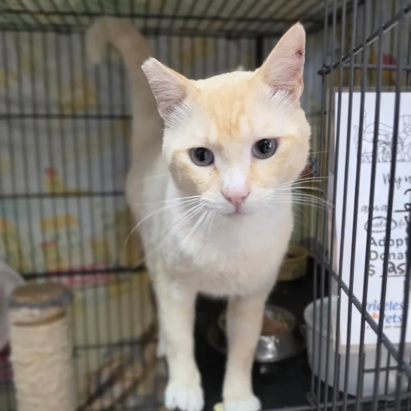 Taz  Chino Hills thumbnail 4