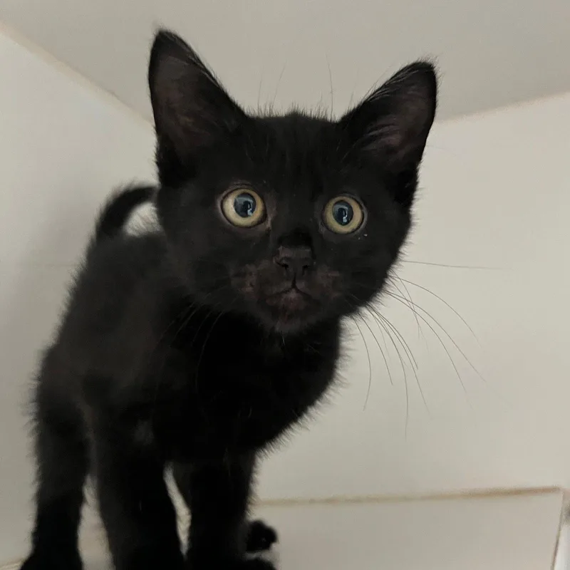 A baby small-sized male Black Domestic Short Hair cat named Mo for adoption in Oakland, CA