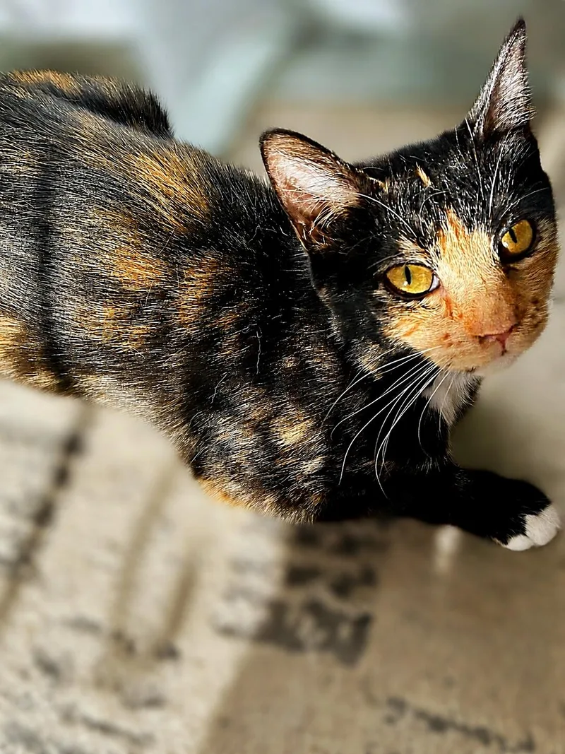A baby medium-sized female Tortoiseshell cat named Rubi M for adoption in Fresno, CA