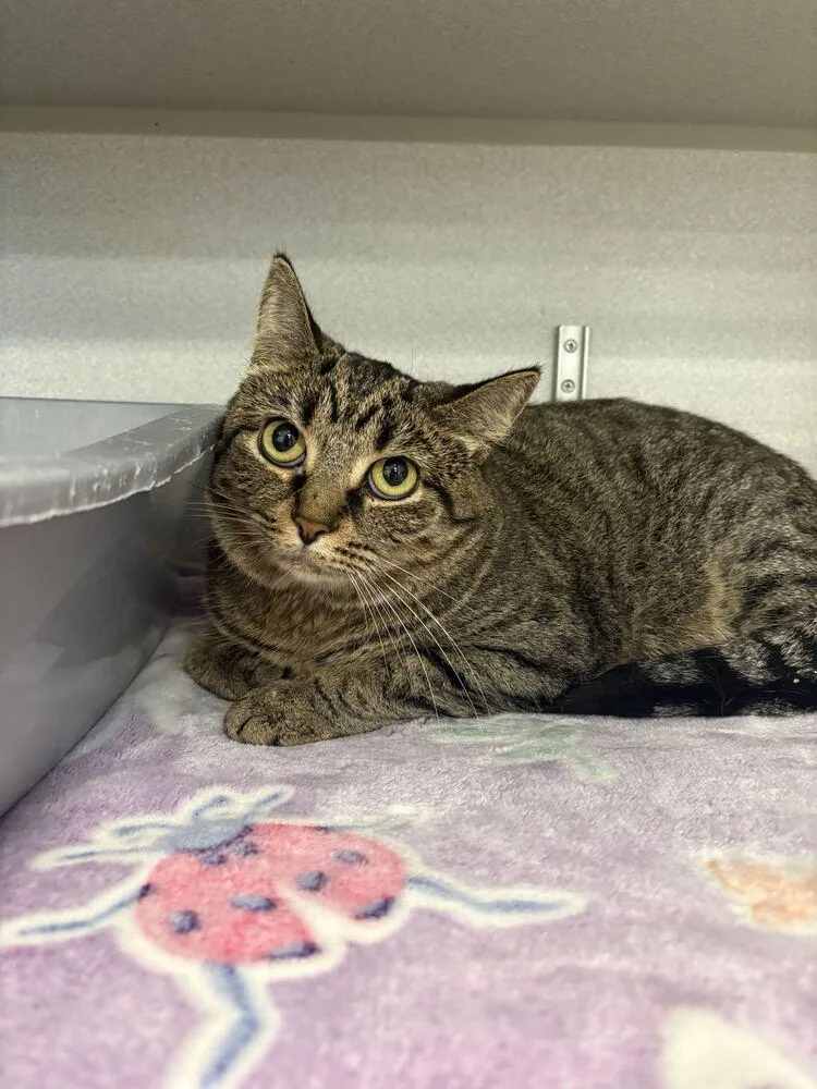 An adult medium-sized female Tabby (Brown / Chocolate) Domestic Short Hair cat named Marnie for adoption in Bowling Green, OH
