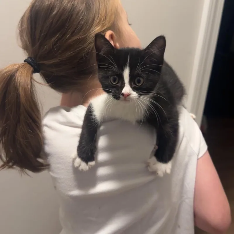 A baby small-sized male Black Domestic Short Hair cat named Newt Scamander for adoption in Huntsville, AL