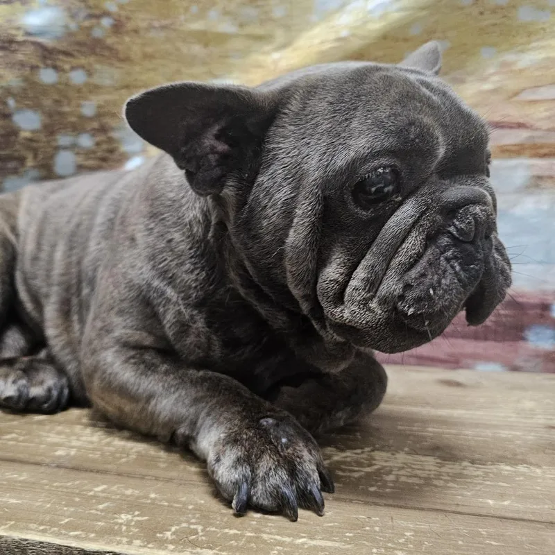 An adult medium-sized male Brindle French Bulldog dog named Smush for adoption in Normal, IL