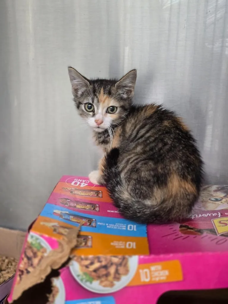 A baby medium-sized female Domestic Short Hair cat named Amy for adoption in Danielsville, GA