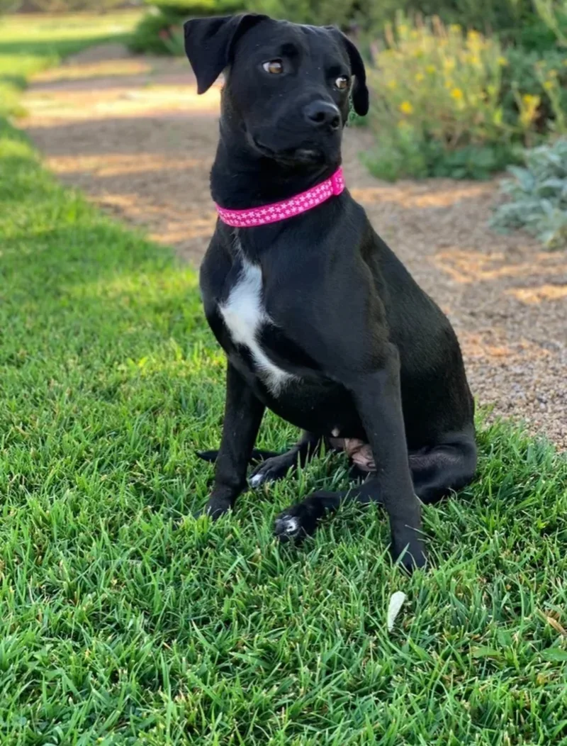 An adult medium-sized female Black Labrador Retriever dog named Lila for adoption in Canyon, TX
