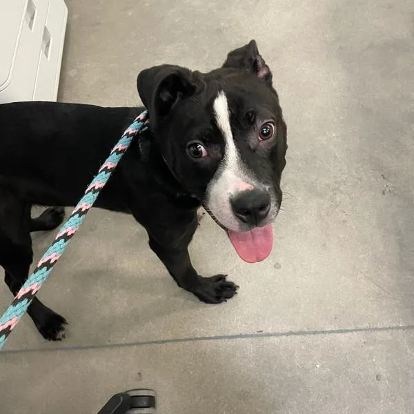 A young small-sized male Terrier dog named Bomba for adoption in Des Moines, IA
