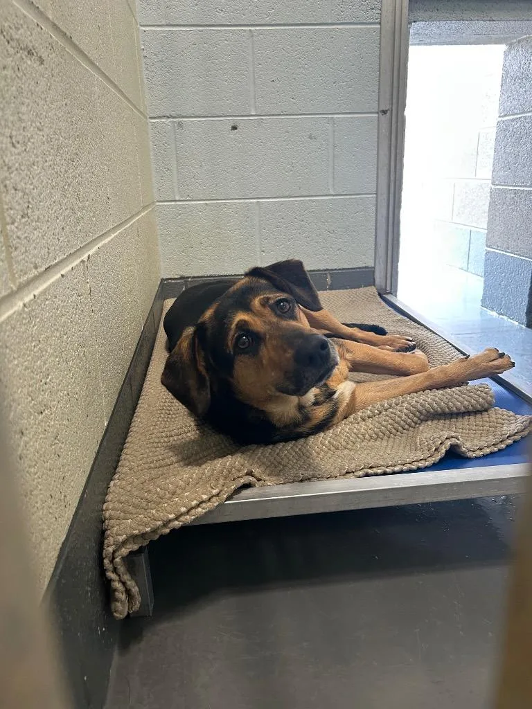 An adult medium-sized female Hound dog named Bubbles for adoption in Johnson City, TN