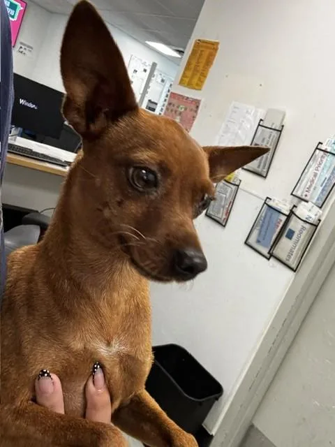 An adult small-sized male Chihuahua dog named Scooby for adoption in Chatsworth, CA