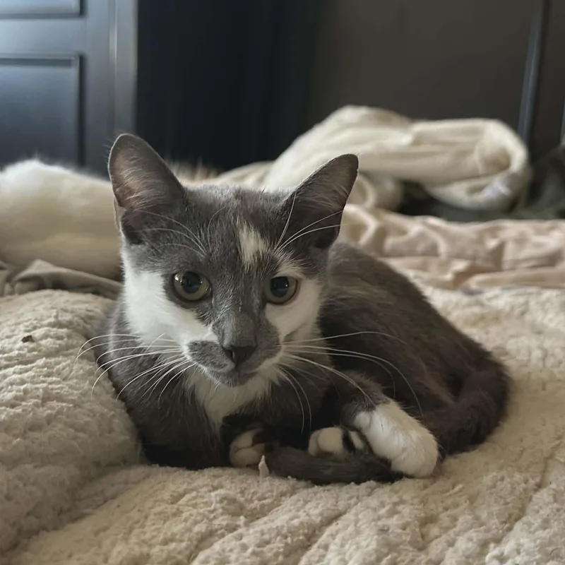 A young medium-sized female Gray / Blue / Silver Domestic Short Hair cat named Jenny for adoption in Fort Collins, CO