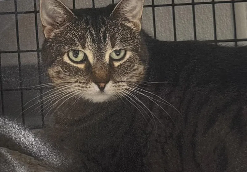 An adult large-sized female Domestic Short Hair cat named Brynn for adoption in Fort Madison, IA