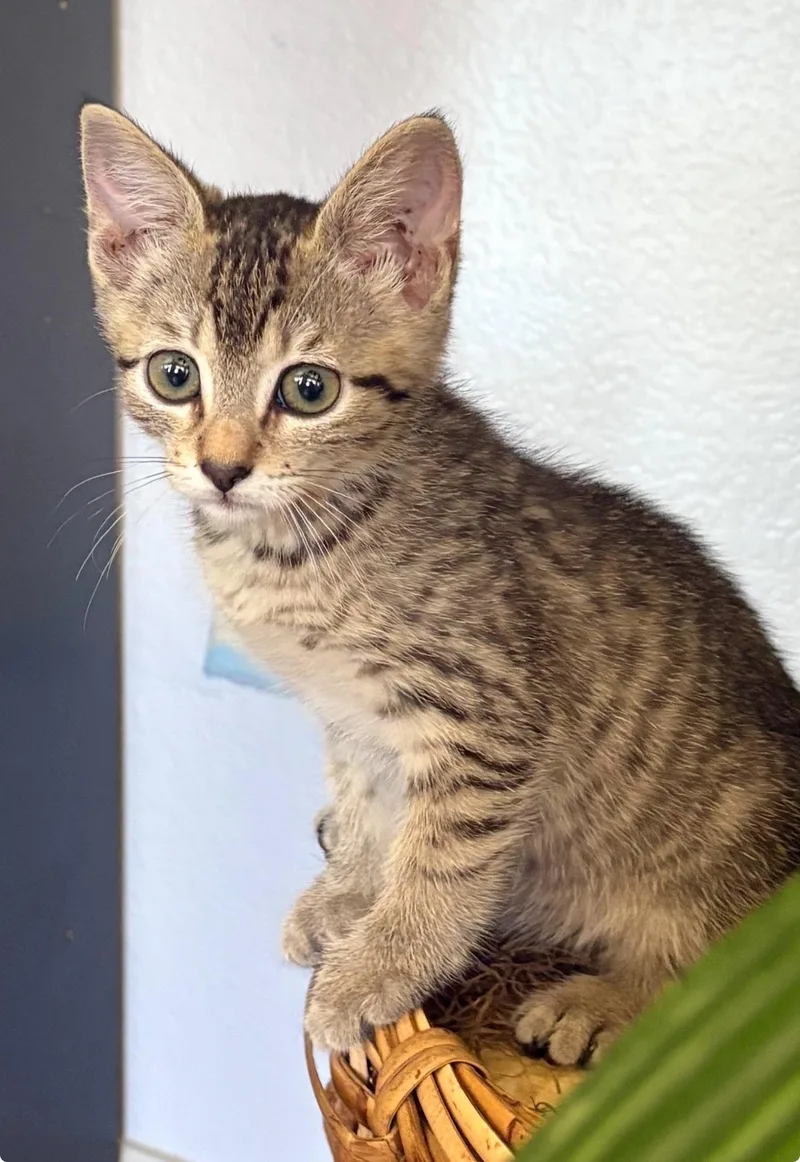 A baby medium-sized female Tabby (Buff / Tan / Fawn) Domestic Short Hair cat named Lira for adoption in Brentwood, CA